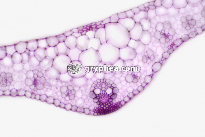 Feuille de Blé CT x40 - gryphea.com